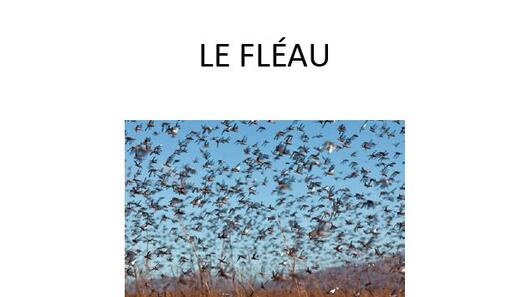 LE FLEAU